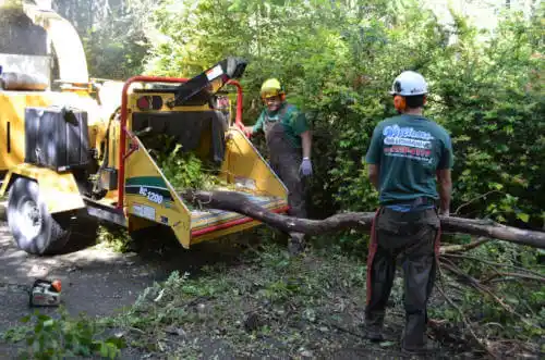 tree services Hallandale Beach